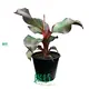 Red Abyssinian Banana Plant - Fast Growing Musa Banana suitable for Tropical Gardens & Containers 1