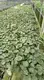 Alocasia Wentii: Natural Live Plantlets for Flower & Gardening 1