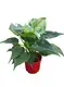 High-Quality Alocasia Cucullata Plantlets Wholesale 1