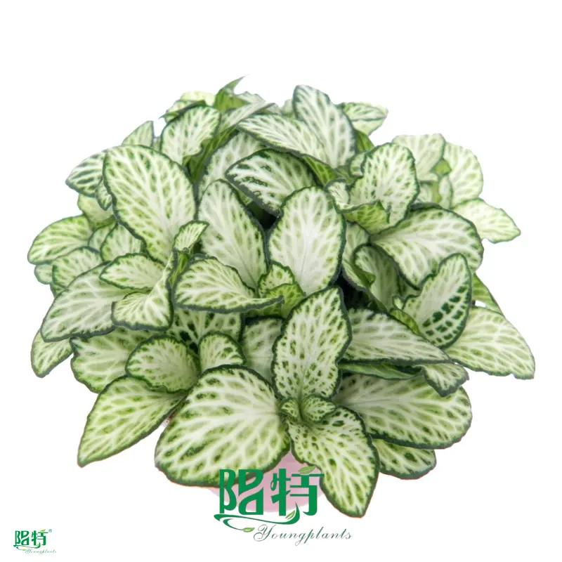 Fittonia Snow Anne Indoor Plants: Enhanced Quality for Flower & Gardening 1