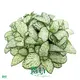 Fittonia Snow Anne Indoor Plants: Enhanced Quality for Flower & Gardening 1