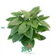 Homalomena Tissue Culture Tray Plant - Wholesale Import 1