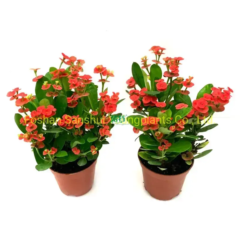 High-Tech Aphelandra Squarrosa Dania Indoor Flower Plant - New Year Gift 1