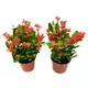 High-Tech Aphelandra Squarrosa Dania Indoor Flower Plant - New Year Gift 1