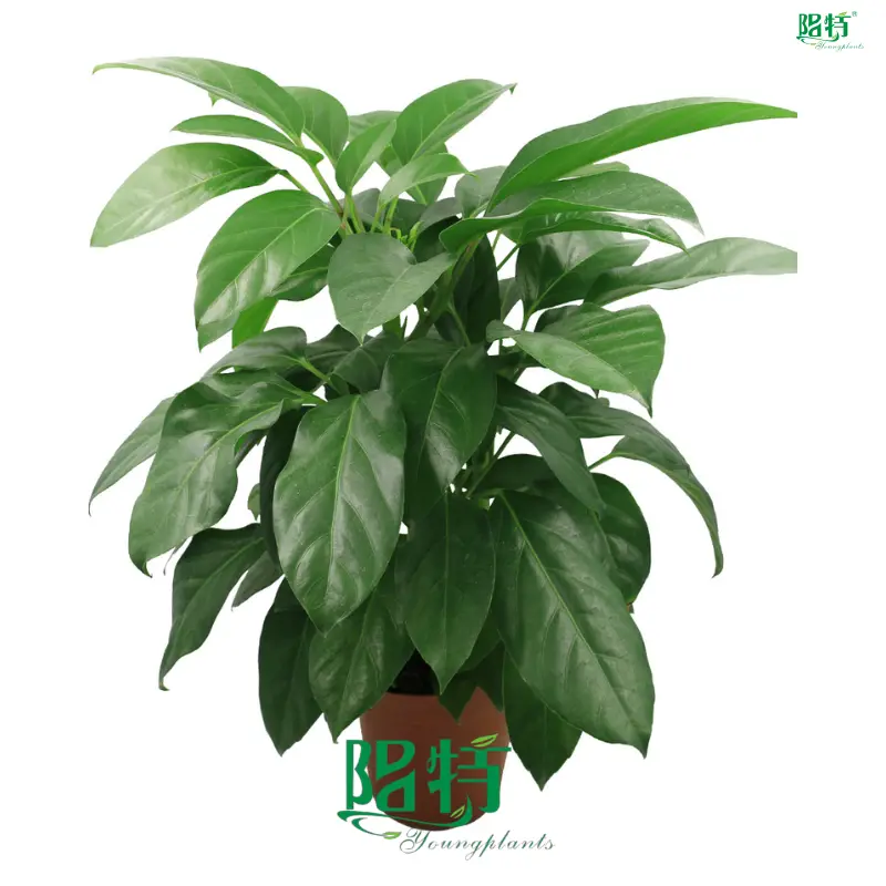 Schefflera Alpine Wholesale Plug Plants - High-Quality & Affordable 1