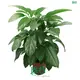 Schefflera Alpine Wholesale Plug Plants - High-Quality & Affordable 1