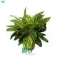 Aglaonema Red Beauty - Tropical Foliage Plant 1