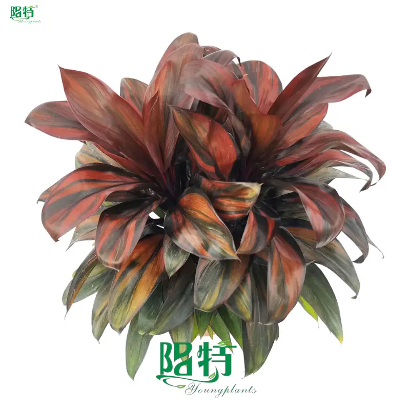 'Cordyline Seedling - Bright Light & High Humidity' 1