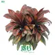 'Cordyline Seedling - Bright Light & High Humidity' 1