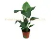 White Strelitzia Plant for Flower & Gardening 1