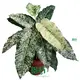 Ficus Aspera: Tropical Beauty for Any Space 1