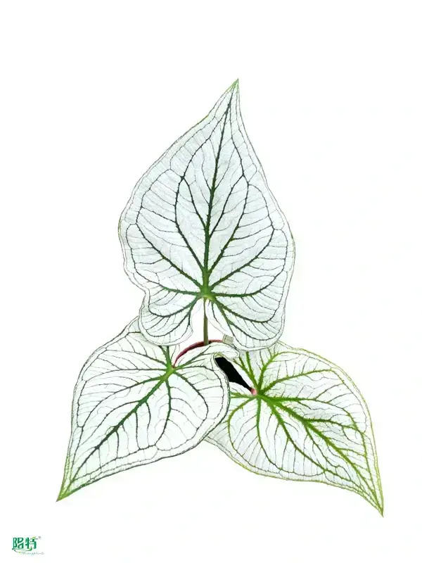 Caladium Tissue Culture Plug Tray - Live Caladium Plants for Sale 1
