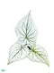 Caladium Tissue Culture Plug Tray - Live Caladium Plants for Sale 1