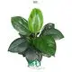 Sensation Little Wholesale Spathiphyllum Tissue Culture 1