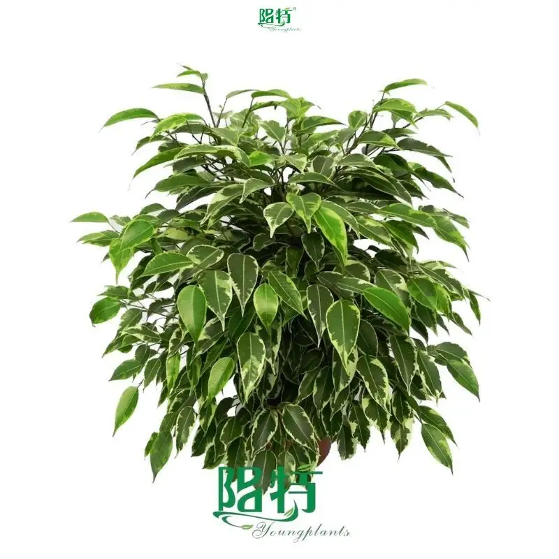 High Quality Ficus Benjamina 'Kinky' Plants - Perfect for Indoor and Outdoor! 1
