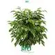 High Quality Ficus Benjamina 'Kinky' Plants - Perfect for Indoor and Outdoor! 1