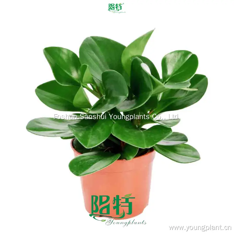 Raindrop Peperomia Plant: Superior Quality & Trend-Setting Design 1