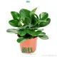 Raindrop Peperomia Plant: Superior Quality & Trend-Setting Design 1