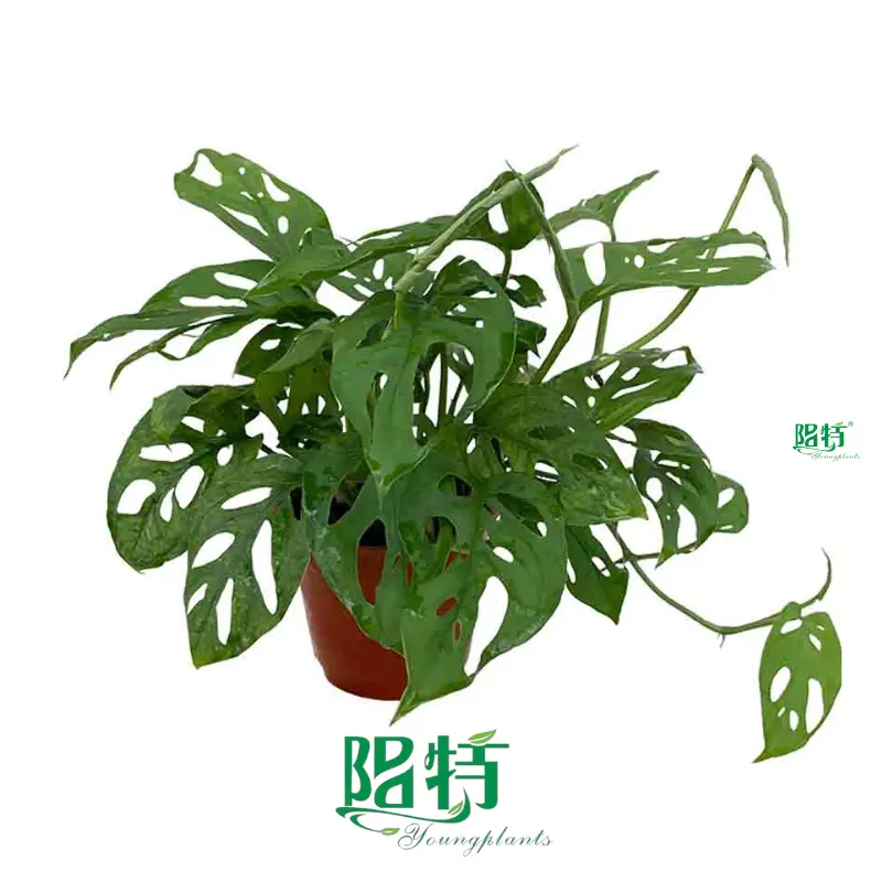 Variegated Monstera - High Quality Tissue Culture Plants 1
