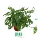 Variegated Monstera - High Quality Tissue Culture Plants 1