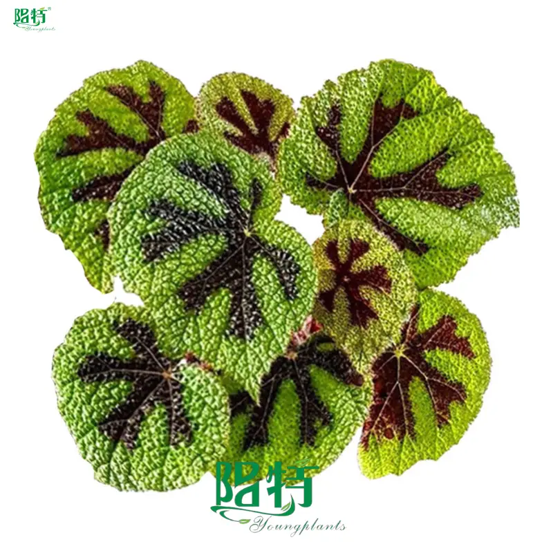 Begonia Tissue Culture Plants: Colorful & Ornamental 1