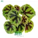 Begonia Tissue Culture Plants: Colorful & Ornamental 1