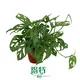 Monstera Real Plant- Tissue Culture, High Quality & Safety 1
