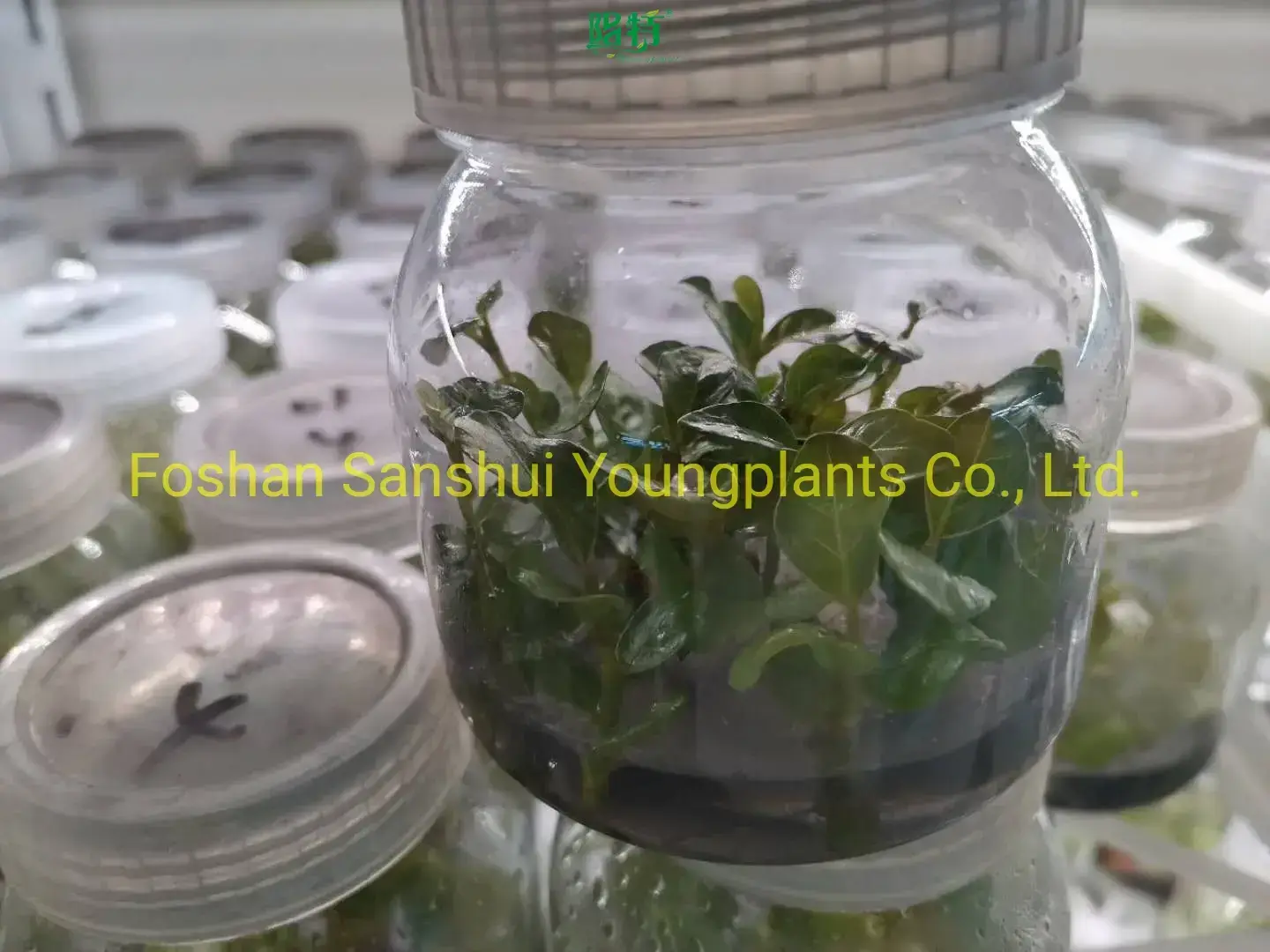 Coccoloba Uvifera Tissue Culture Young Plant Wholesale - Top Quality 1