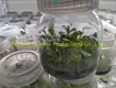 Coccoloba Uvifera Tissue Culture Young Plant Wholesale - Top Quality 1