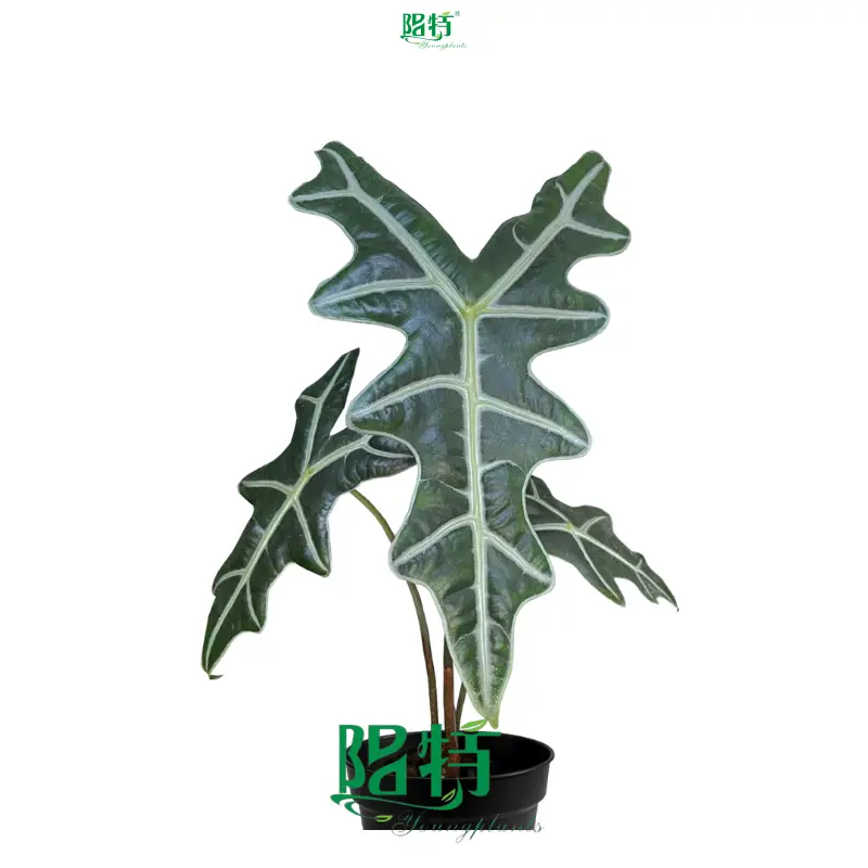 Alocasia Nobilis: Exotic Elephant Ear Plant with Stunning Leaf Venation 1