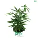 Schefflera Alpine Wholesale Plantlets - World-leading Technology Indoor Plants 1