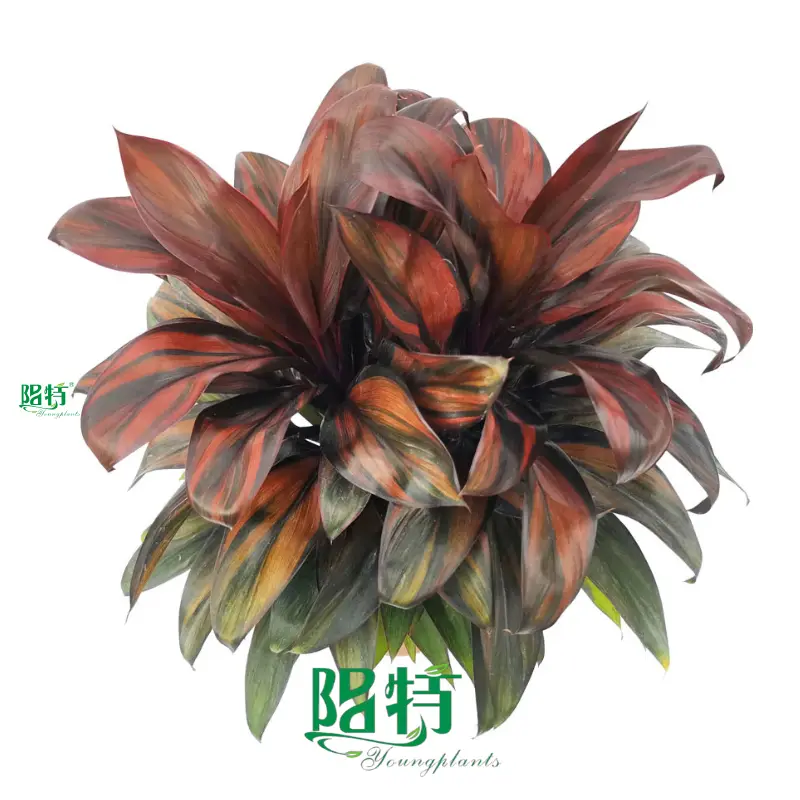 I-Cordyline fruticosa 'Orange Compacta' - Izinhlobonhlobo Zamaqabunga Anemibala 1