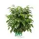 High Quality Ficus Bonsai Tree by Foshan Youngplants 1