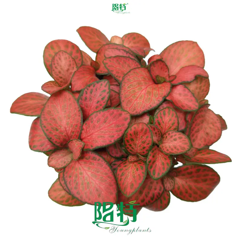 Fittonia Red Cloud Indoor Plant: Vibrant & Air-Purifying 1