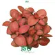 Fittonia Red Cloud Indoor Plant: Vibrant & Air-Purifying 1