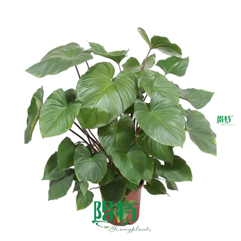 Homalomena Tissue Culture Tray Plants - Wholesale Available 1
