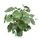 Homalomena Tissue Culture Tray Plants - Wholesale Available 1