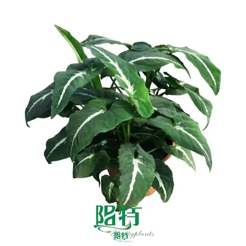 Advanced Syngonium Wendlandii Black Velvet for Precision Manufacturing 1