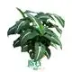 Advanced Syngonium Wendlandii Black Velvet for Precision Manufacturing 1
