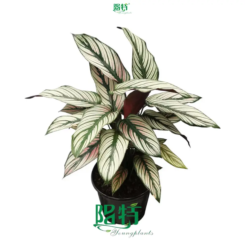 Calathea Tissue Culture and Plug Plants - Wholesale Import 1