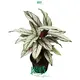 Calathea Tissue Culture and Plug Plants - Wholesale Import 1
