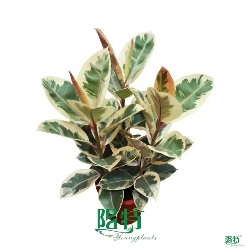 High Quality Ficus Elastica 'Tineke' - Order Now! 1