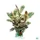 High Quality Ficus Elastica 'Tineke' - Order Now! 1