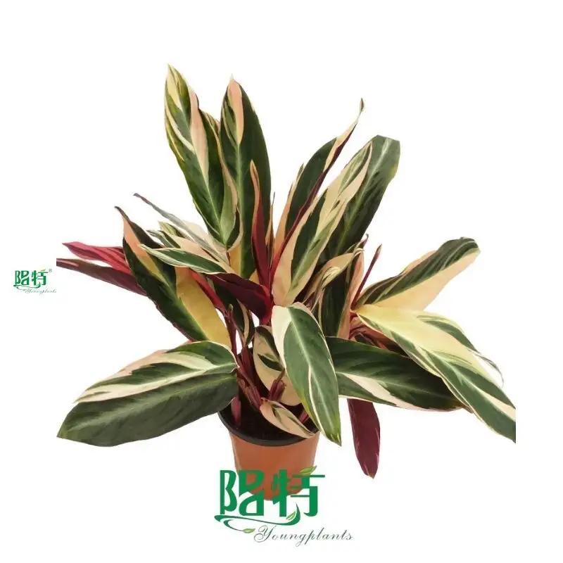 Calathea Tray Plant Wholesale - Top-Quality Prayer Plants 1