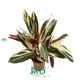 Calathea Tray Plant Wholesale - Top-Quality Prayer Plants 1