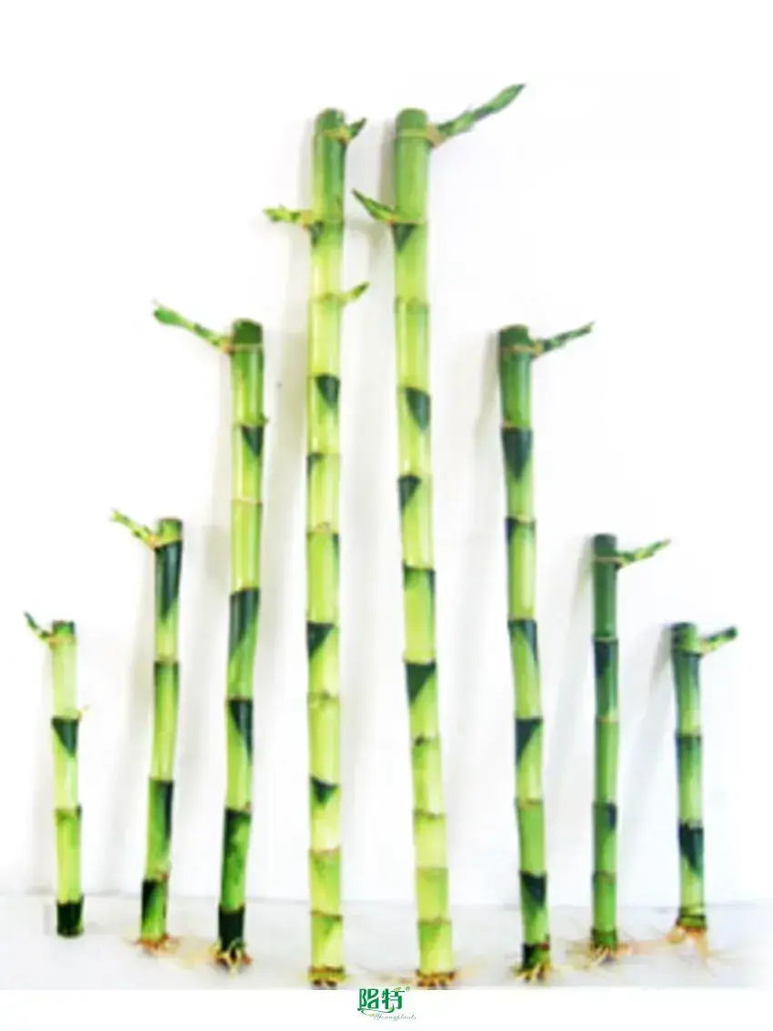 Wholesale Straight Lucky Bamboo 20cm for Flower & Gardening Plant 1
