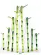 Wholesale Straight Lucky Bamboo 20cm for Flower & Gardening Plant 1