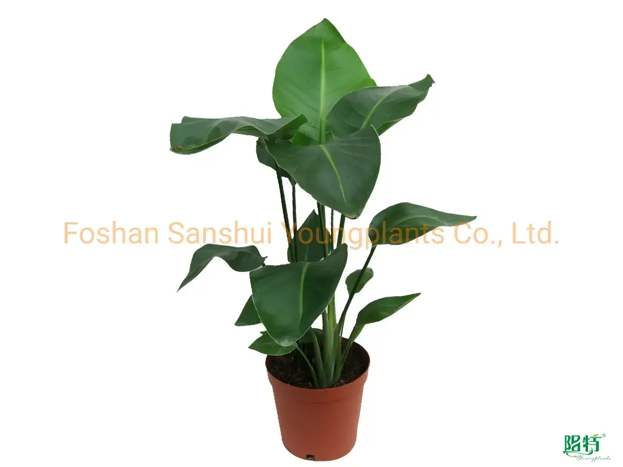 Strelitzia Augusta White Flower Seeds - Leading the Industry Trend 1