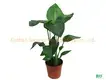 Strelitzia Augusta White Flower Seeds - Leading the Industry Trend 1