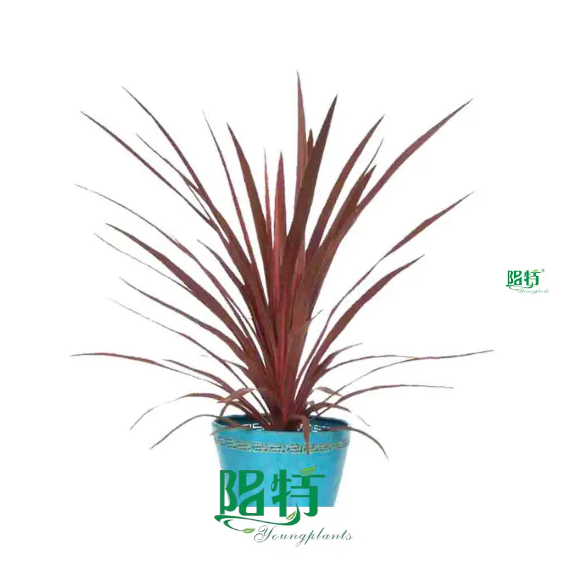 Cordyline Red Star Tray Plant: High-Tech Wholesale Import 1